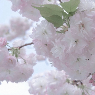 曲江福瑞交流群